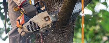 Best Fruit Tree Pruning  in Franklin Center, NJ