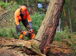 Professional Tree Services in Franklin Center, NJ